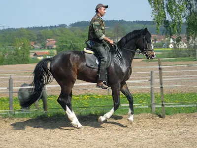Momentaufnahme aus der Freizeit mit dem Pferd